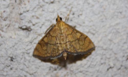Réf. 211 785 : Anania verbascalis